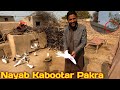 Chiri Mari In Village Rang Laga Nayab Kabootar Pakra