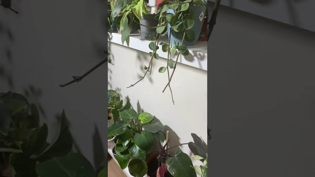 الإضاءةالصناعية للنباتات 