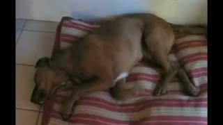 Dogmare On Elm Street! (Sweet Dreams)