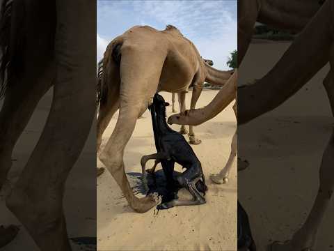 م شه د م د ه ش م ن قدر ة الله ف ي ح ر ارة الش مس الش د یدة و ل د ت الن اقة ج مل ا ص غ ير