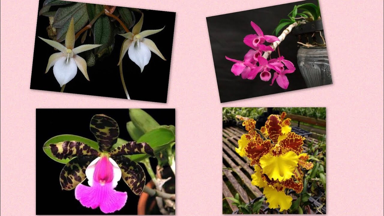 НОВЫЕ ОРХИДЕИ!!! Обзор посылок от Akerne orchids и от Lucke orchideen.