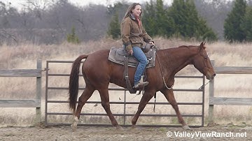 MK Cat Rey - riding bridleless! - ValleyViewRanch.net