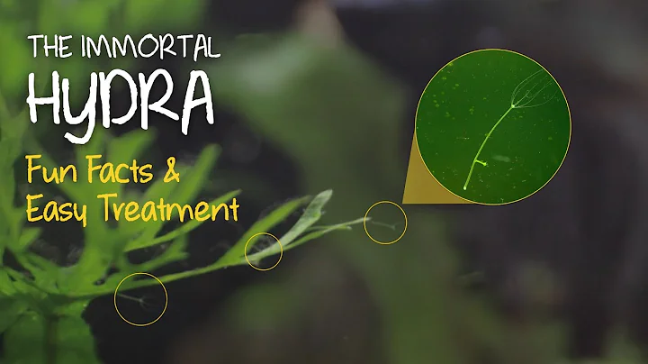 How To Treat Aquarium Pest Hydra | All About Hydra | Freshwater Planted Tank Pest
