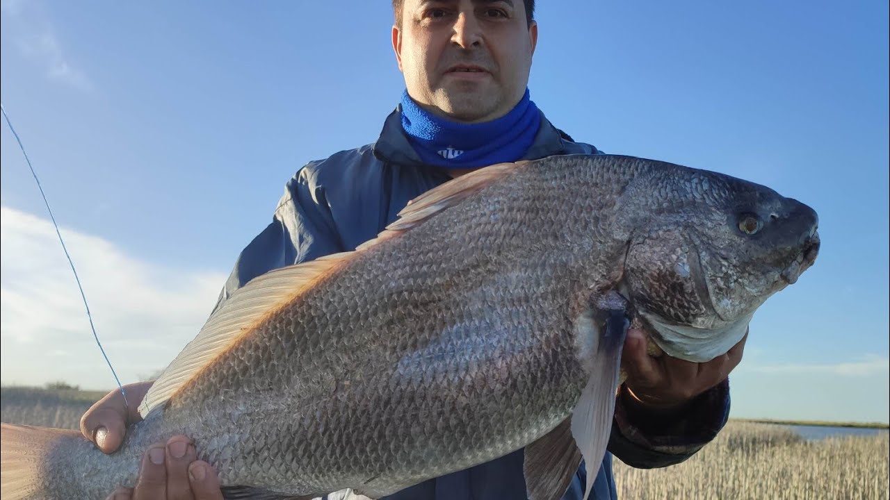 corvina negra general lavalle 16 corvinas tiro a tiro