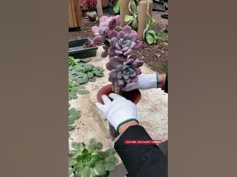 Repot old succulent - YouTube