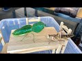 Mantis eating a giant Locust! TIMELAPSE 3h in 3min