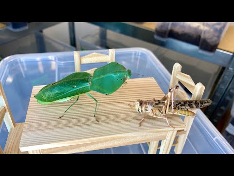 Mantis eating a giant Locust! TIMELAPSE 3h in 3min