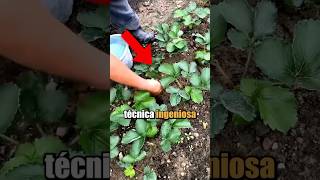 Este agricultor utiliza una técnica ingeniosapara cultivar las fresas más bonitas del país !