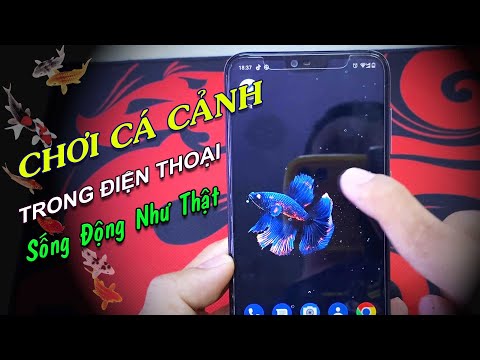 Video: Cách tạo nền cá cảnh 3D