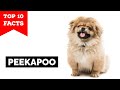 Peekapoo Top 10 Facts Peekapoo Top 10 Facts