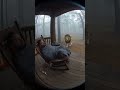 Fearless Cat Guards Porch Against Lion