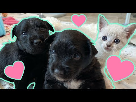 Video: Jinsi Ya Kuchukua Puppy Au Kitten Vizuri