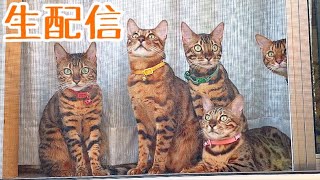 【生配信5/3】猫部屋でステイホーム生配信