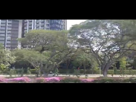 More trees in the street of singapore?
