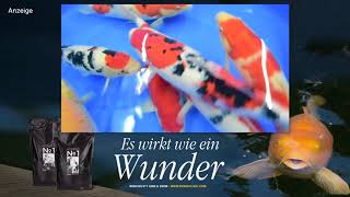 Modern Koi Blog #2607 - Die Koi der Konishi Auktion No. 343HD 2019
