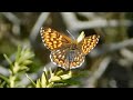 hamearis lucina - butterflies of Greece