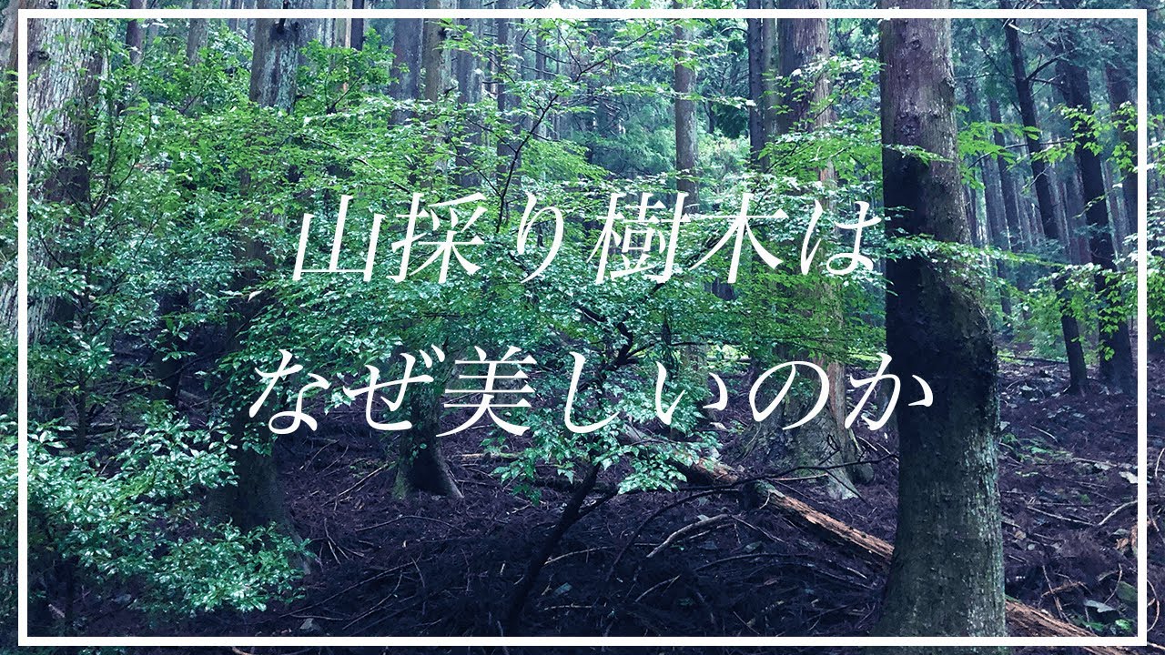山採り自然樹形コハウチワカエデ紅葉の始まり 2023 - YouTube