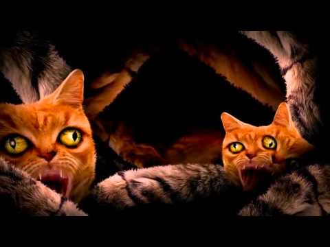 Run The Jewels - Meowpurrdy feat. Lil Bub, Maceo, Delonte (Official Music Video)