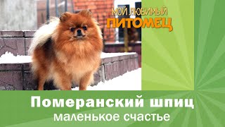 Померанский шпиц Померанский шпиц