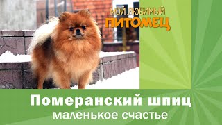 Померанский шпиц