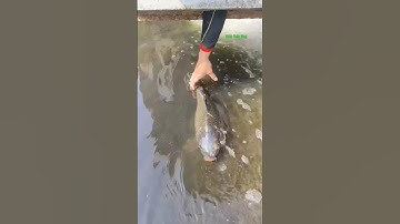 Cá Lớn - ẩn nấp bắt Cá Chép Khủng 😱 #khacthuyvlogg