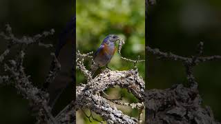 Western Bluebirds roundin&#39; up some grub for the kids