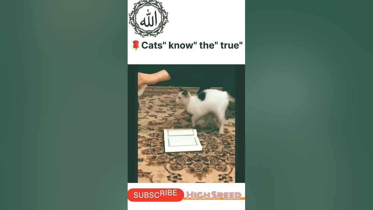 🥶🥶Cat' can't' cross' on' Quran 🌹. highspeed subscribe shortvideo 