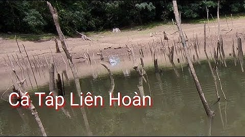 Câu Cá Lóc Bông Cận Cảnh Cá Táp Liên Hoàn Run Rẩy Tay Chân  | Cha Già Vlogs