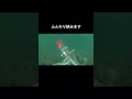 ベーコン最強？【タコ釣り】#水中動画 #タコ釣り