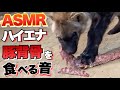 【ASMR】ハイエナに豚の背骨を食べさせてみた！Hyena gets a pig back bone for a treat.