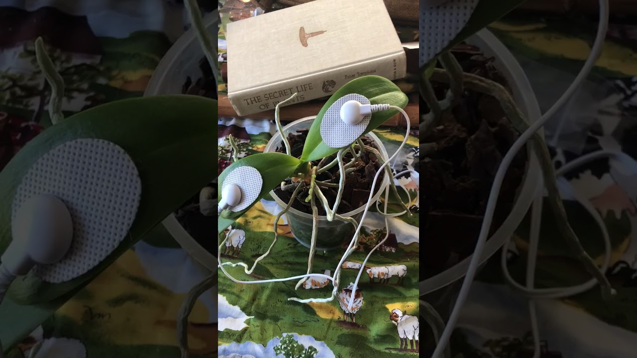 Stephen Sciulli MIDISprout DataGarden