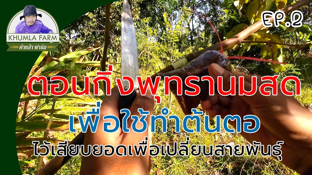 ตอนกิ่งพุทรานมสด เพื่อใช้ทำต้นตอ ไว้เสียบยอดเพื่อเปลี่ยนสายพันธุ์