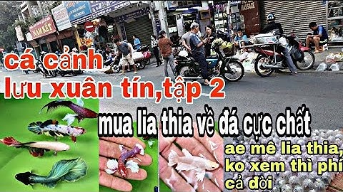 CÁ CẢNH LƯU XUÂN TÍN, tập 2  Mua lia về đá cực chất @CakiengVn