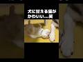 犬に甘える猫がかわいい...笑#shorts