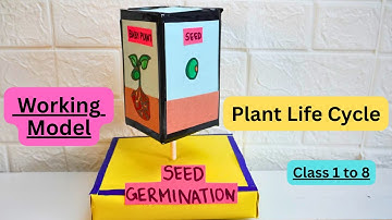 Seed Germination Model | Easy Biology Science Project for Students | Plant life cycle working model