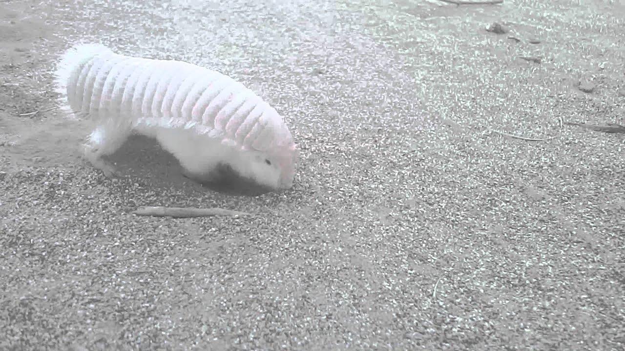 Watching This Pink Fairy Armadillo Digging Will Make You Inexplicably Happy Cute Earth Touch News,Carolina Bbq Sauce Recipe For Chicken