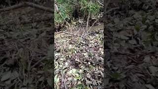 отрезок с охоты на бобра с ягдтерьером