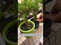 Garden Portulaca flowers apply fertilizer at morning #portulacaflower #flowerplant