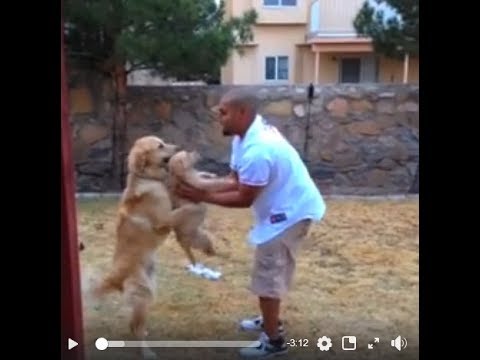 that's-why-i-love-golden-retrievers,-funny-video