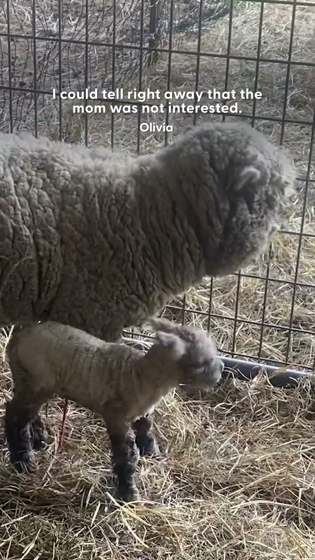 Baby Lamb Gets Adopted By A Dog | The Dodo