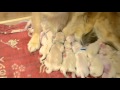 Рыжка и ее новорожденные щенки