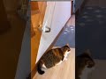 Flexibility is Equal to Cats 😼