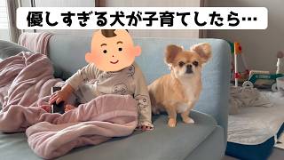【犬と1歳児】優しすぎる犬の子育て【総集編】