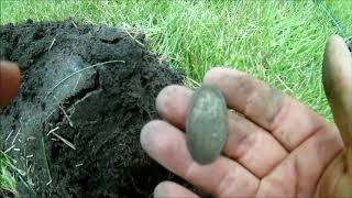 Metal Detecting...Just Some Wheats and a Goose Rescue nbd