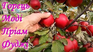 Збір яблук із 3-4х річних дерев / Сигнальне плодоношення деяких сортів яблунь