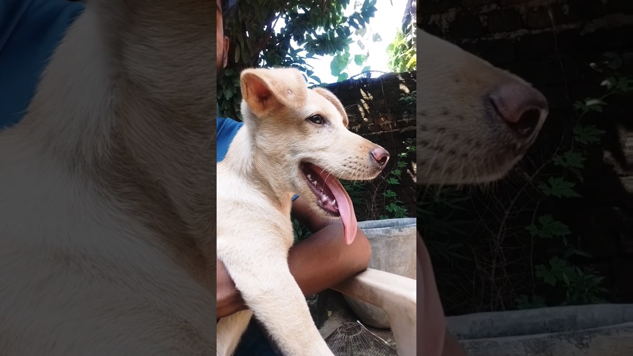 dog's tongue sticking out ll🧐🧐🧐ll 