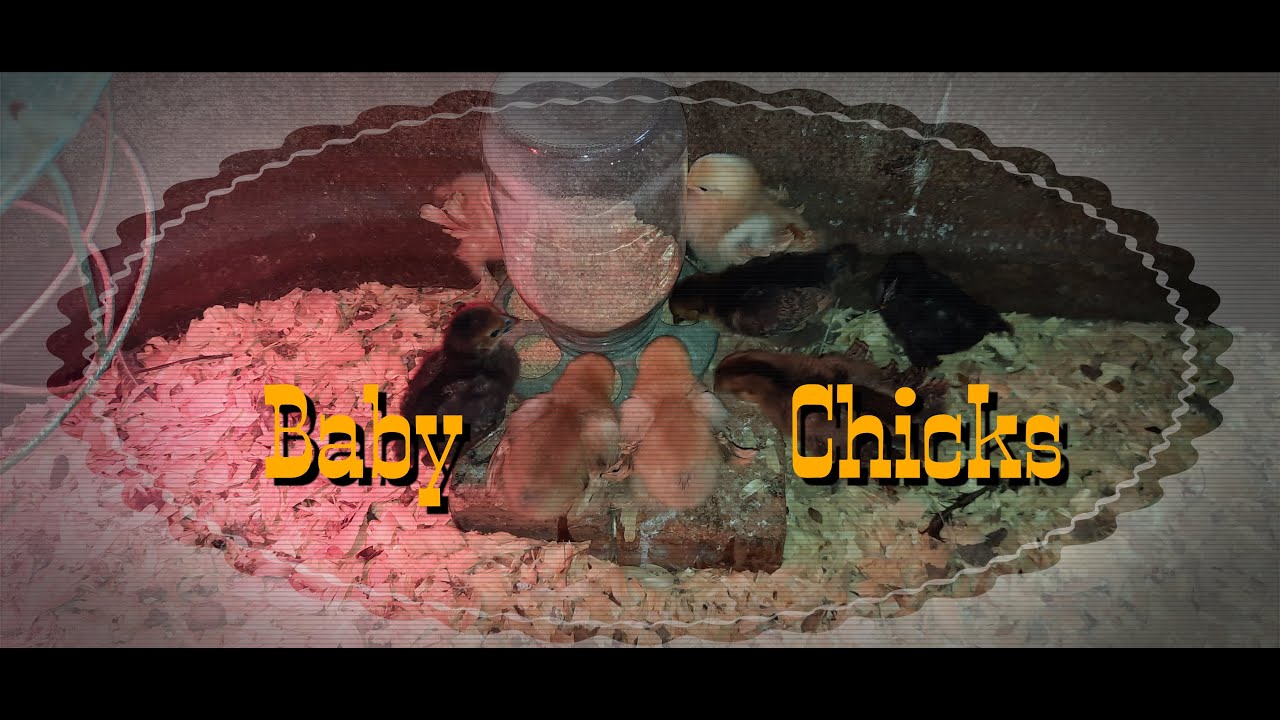2-weeks-old-baby-bantam-chicks-youtube