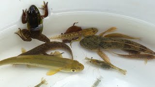 I collected living things in a beautiful river! Kajika, frog, shrimp, crab.