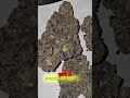 Triple Beam -Purple Candy Gas