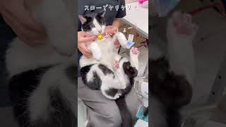 猫パンチよりも蹴りの方が得意そうな、れいちゃん【猫のれいちゃん】#shorts